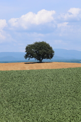 Blue & Green & One tree