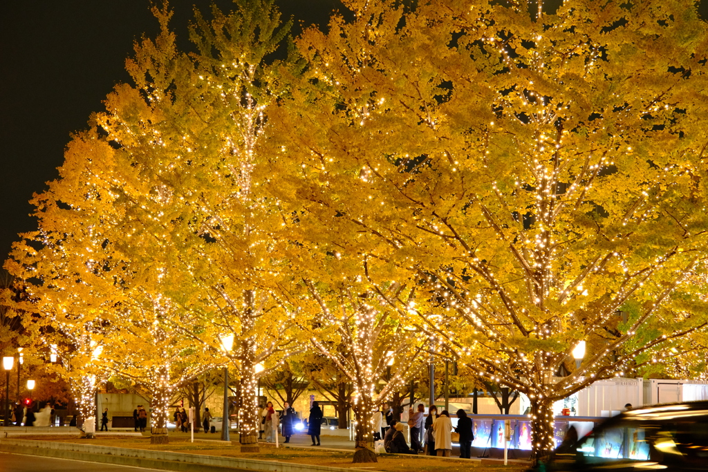 Shining Ginkgo