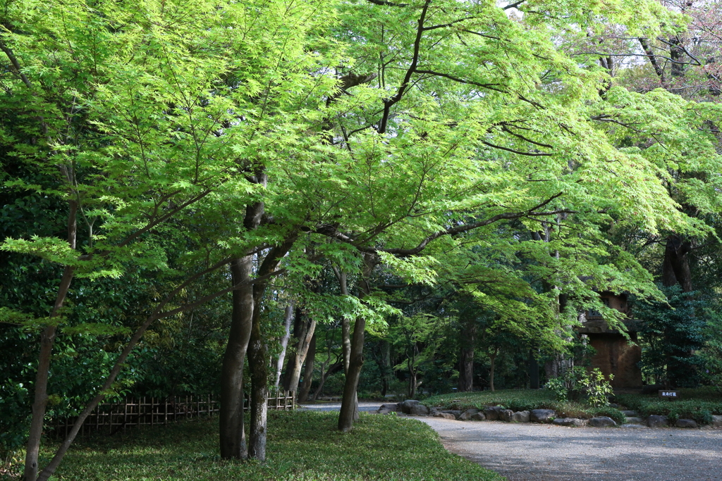 若緑 （わかみどり） by kenz （ID：8652925） 写真共有サイトPHOTOHITO