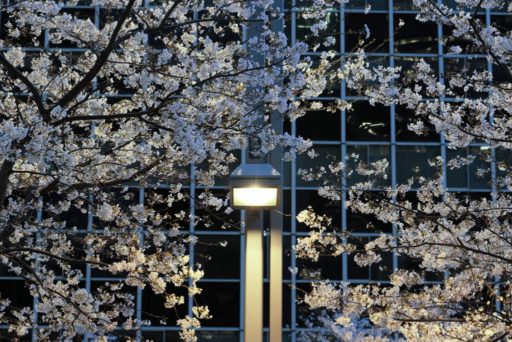 cherry blossoms and a street light