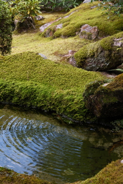 波紋　（はもん）