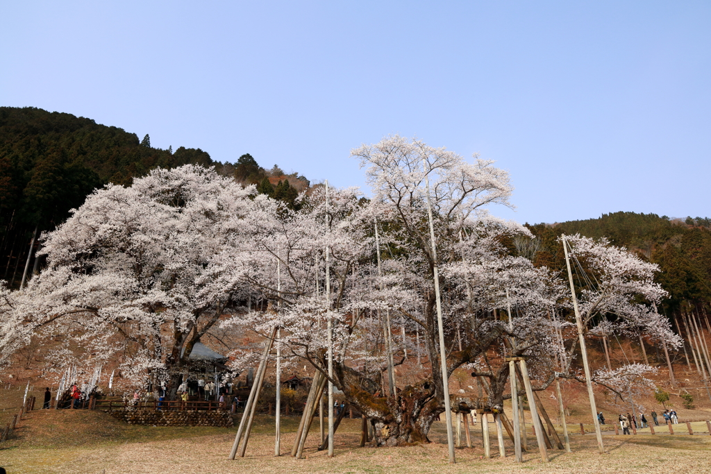 扇 を 広 げ