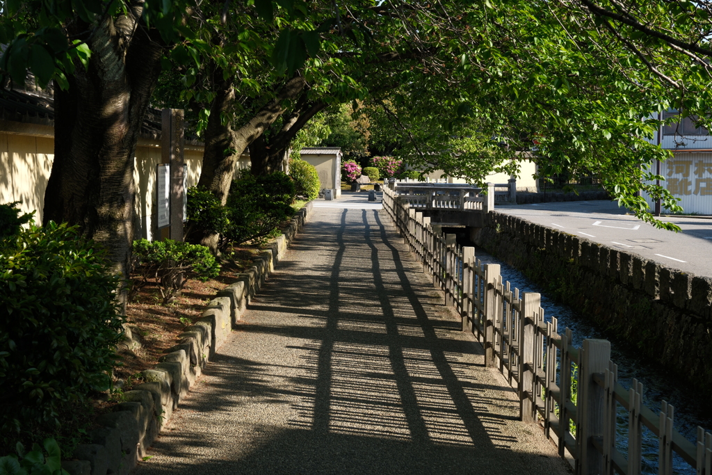 大野庄用水沿いをブラブラと♪