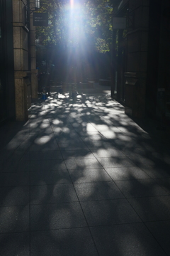 sunlight filtering through the trees