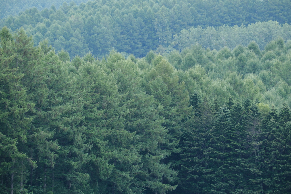 deep green forest