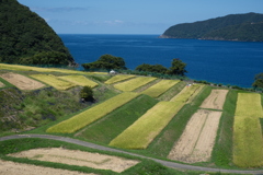 『田烏の棚田』