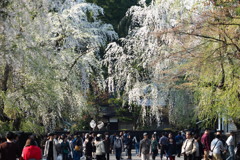 桜のシャワー