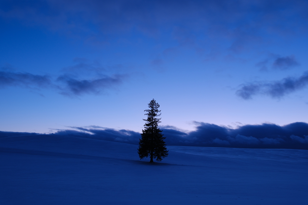 Good night,Tree !