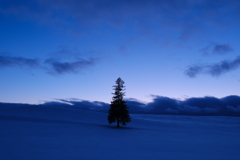 Good night,Tree !