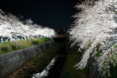 輝桜　（きおう）