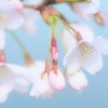 花音　（かおん）