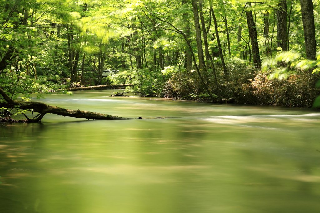 Silky Green