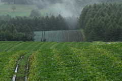 雨 あ が り の 丘 で