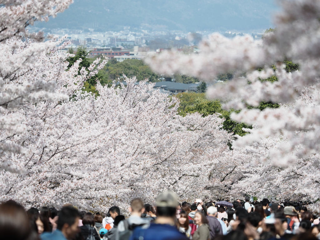 春 は 桜 と