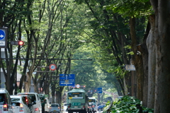 杜とともに
