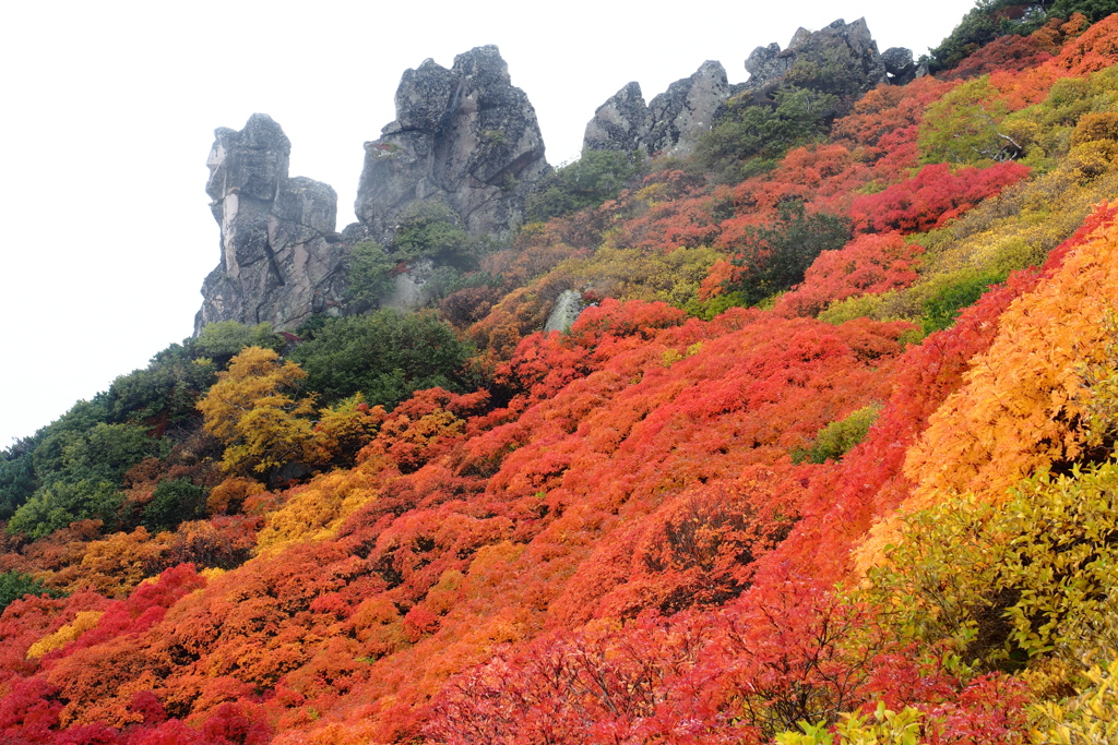 岳彩　（やまのいろどり）