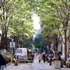 新緑の丸の内仲通り