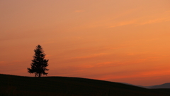 『Sunset Tree』