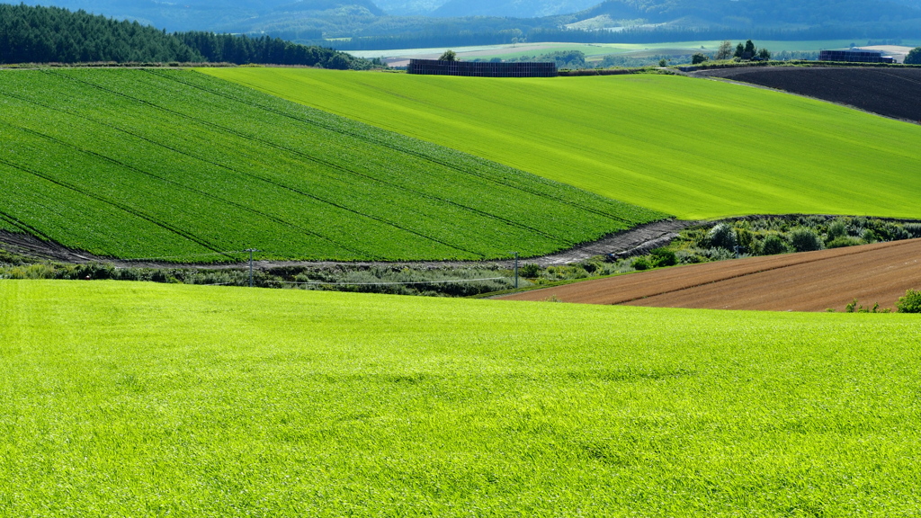 Green of Fields