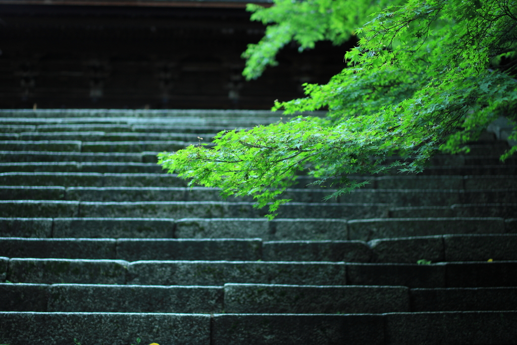 Stairs and leaves