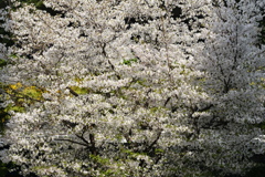 満桜　（まんおう）