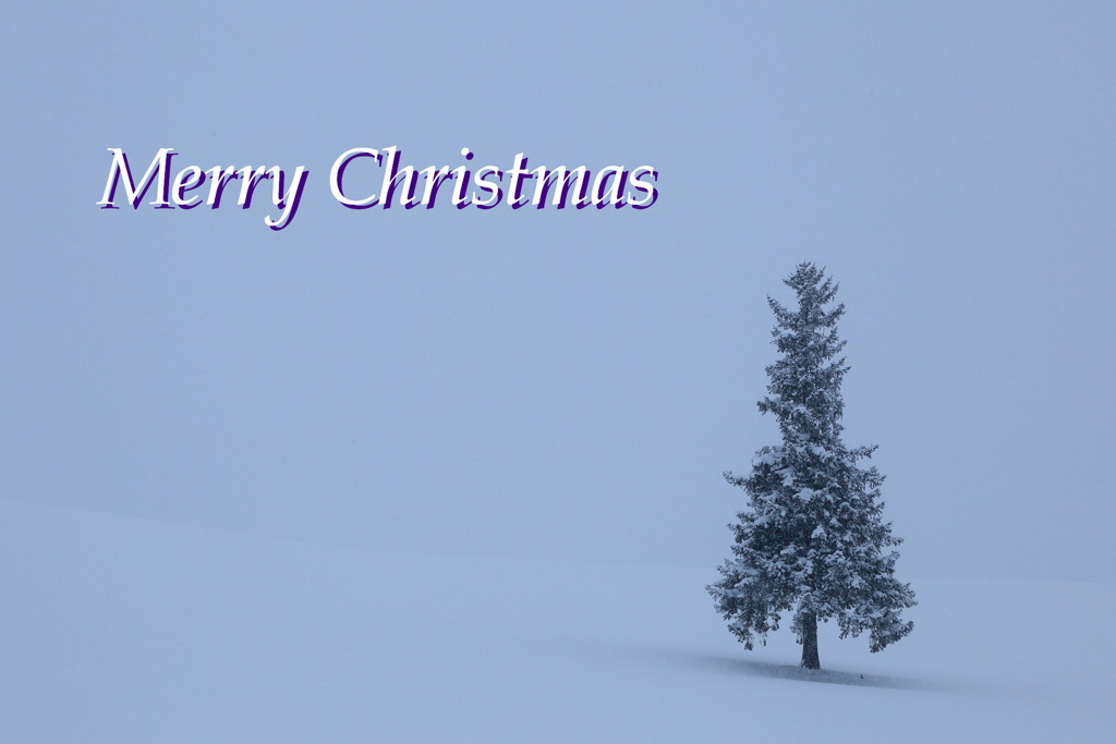 Silent Night , Holy Night