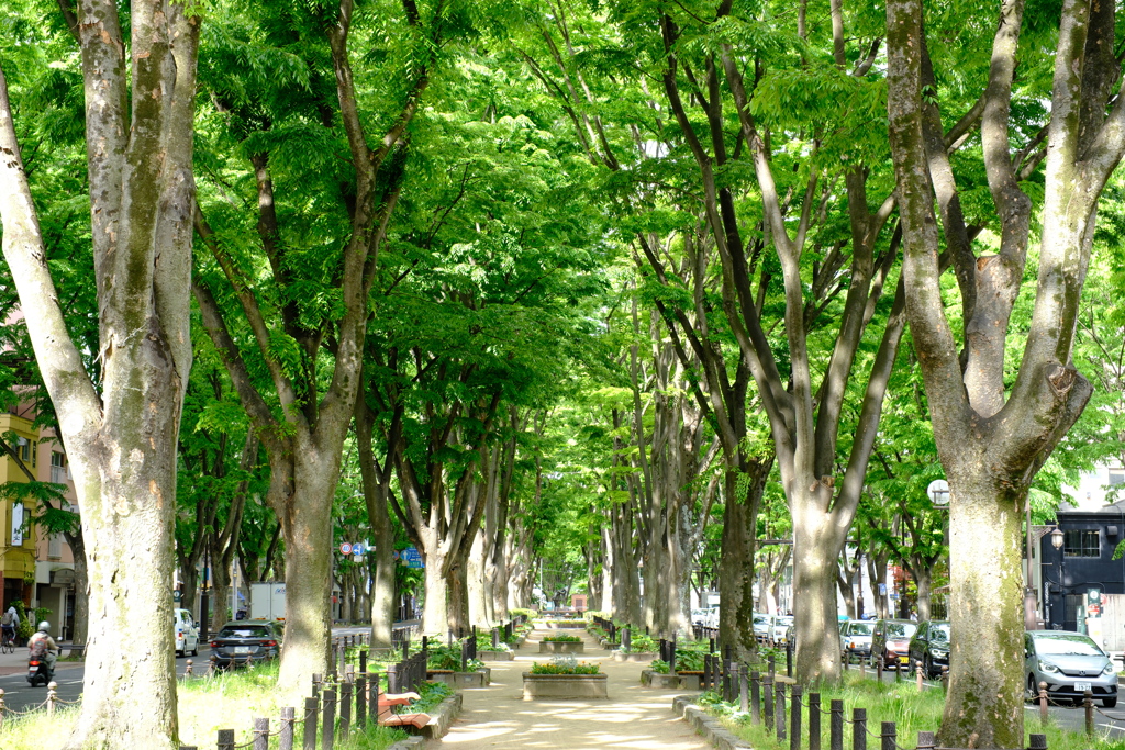 緑 の 散 歩 道 