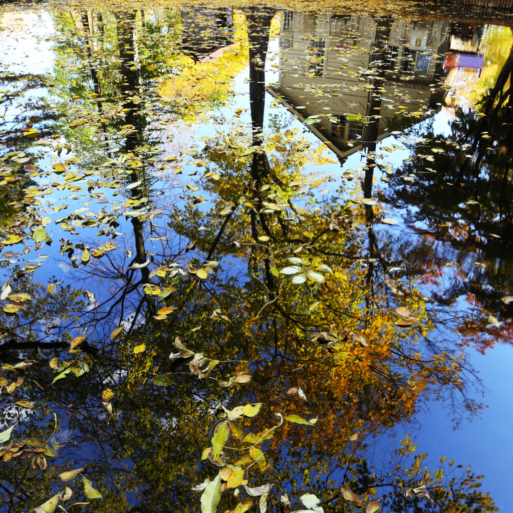 Autumn in the water surface