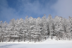 Tree & Snow & Sky