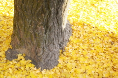 Tree trunk and last fallen ginkgo leaves