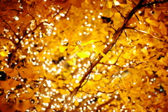 Under the Yellow Leaves and Lights