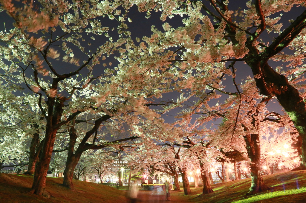 夜桜シャワー