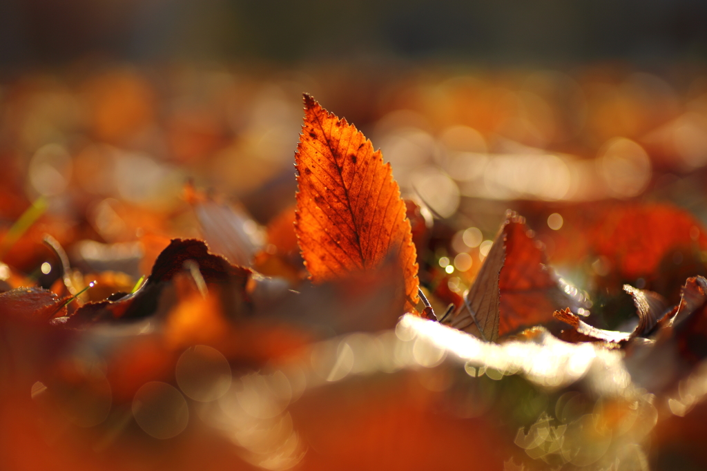 落紅の主張