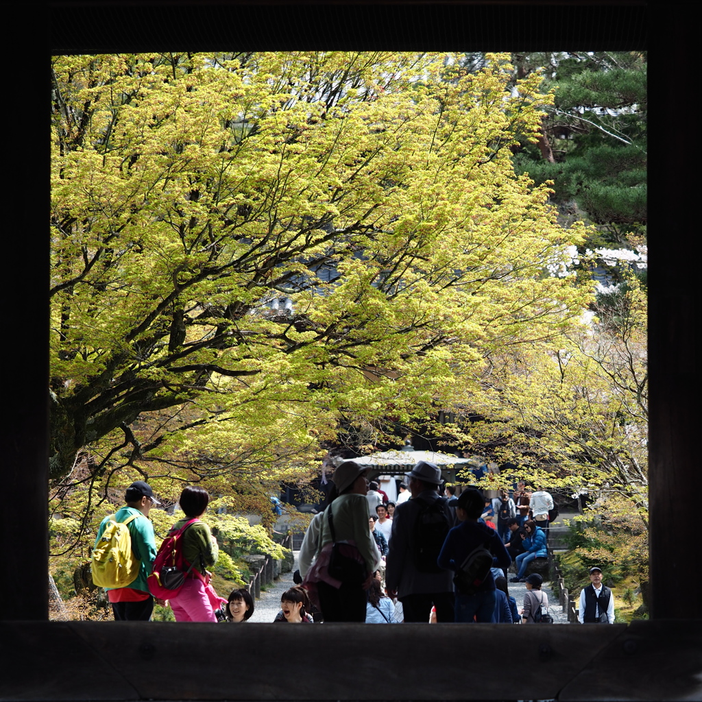 Fresh green in the picture frame