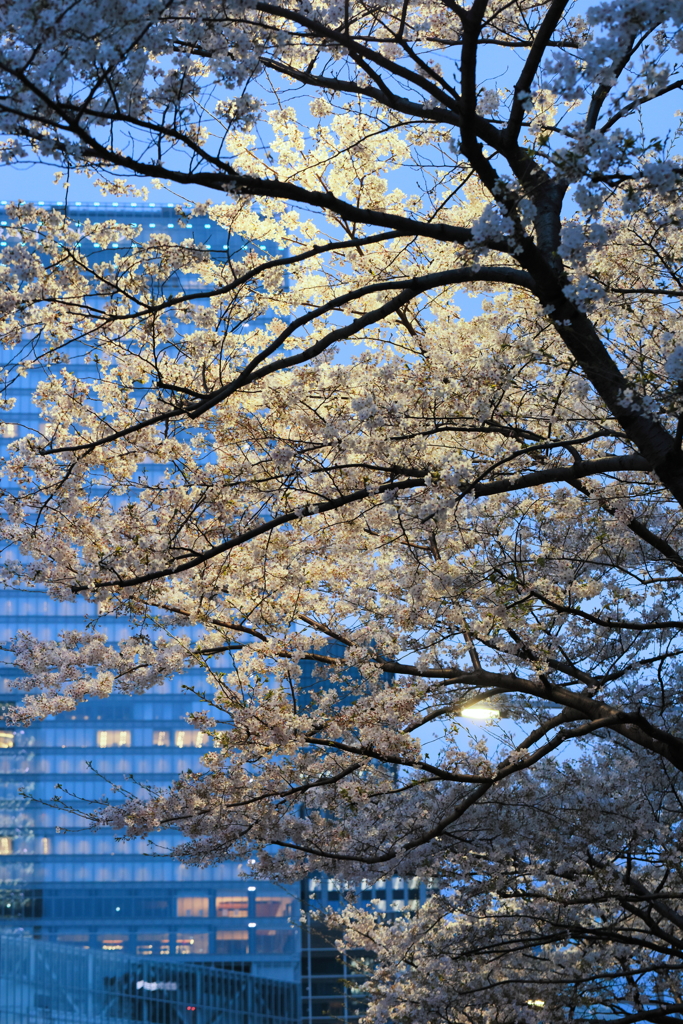 YAESU no SAKURA
