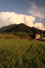 たそがれ・田んぼ