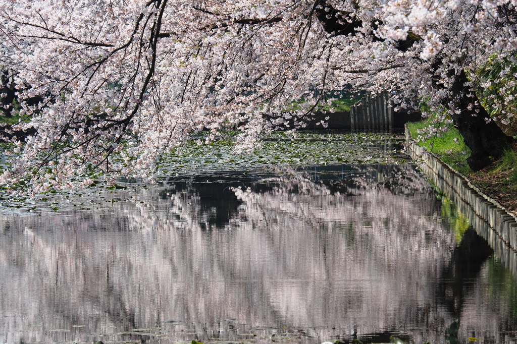 花漣　（かれん）