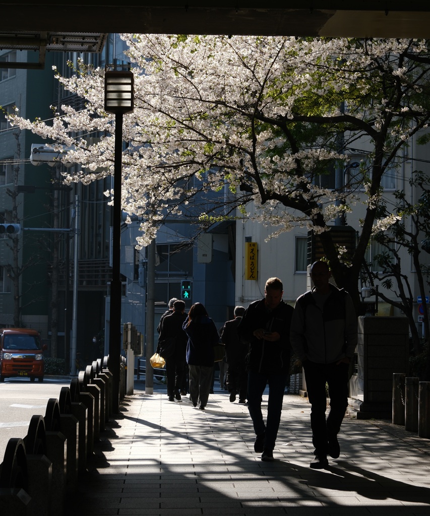 春・朝散歩