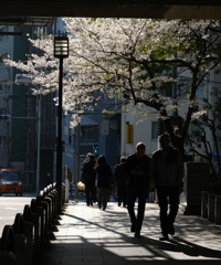 春・朝散歩