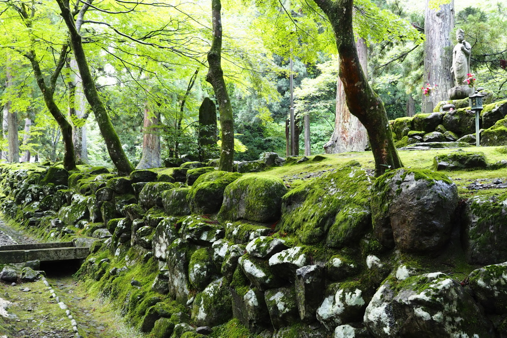 苔生　（こけむし）