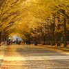 晩秋の並木道