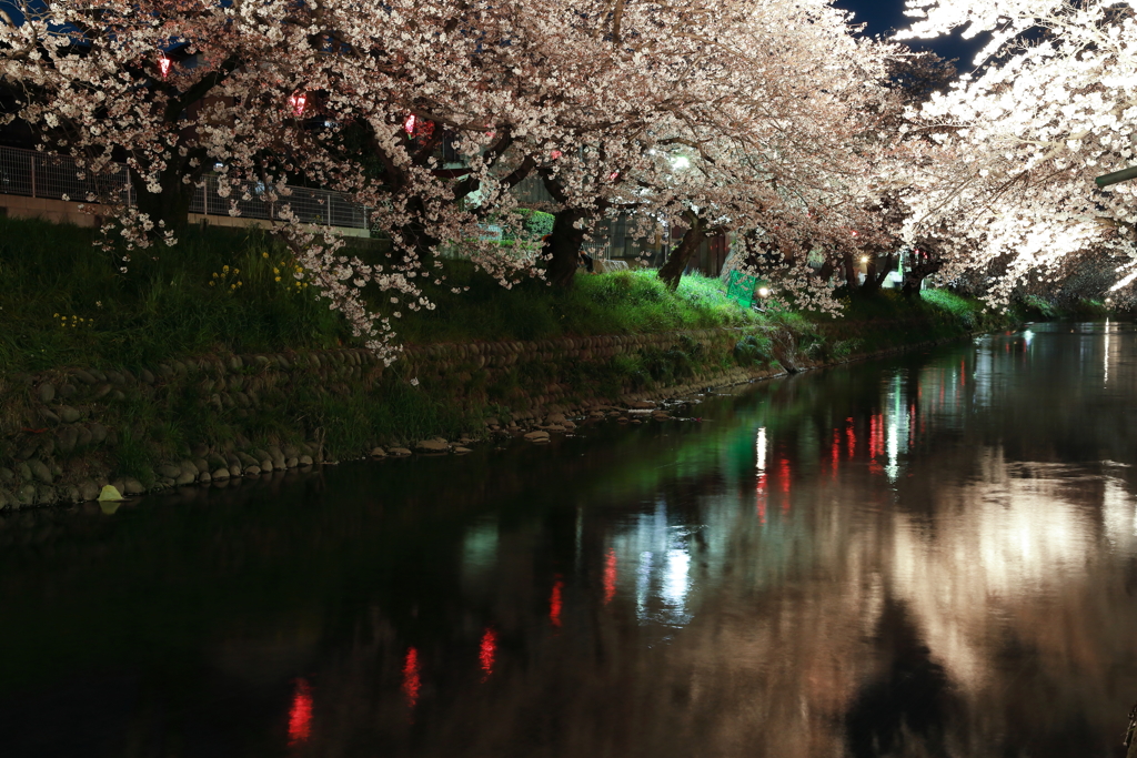 桜流　（さくらながれ）