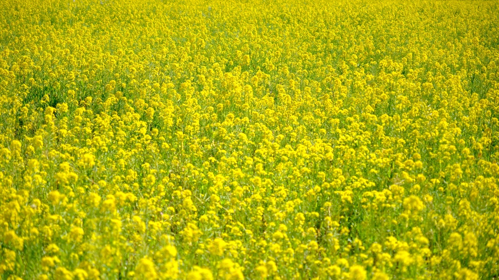 YELLOW CARPET