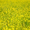YELLOW CARPET