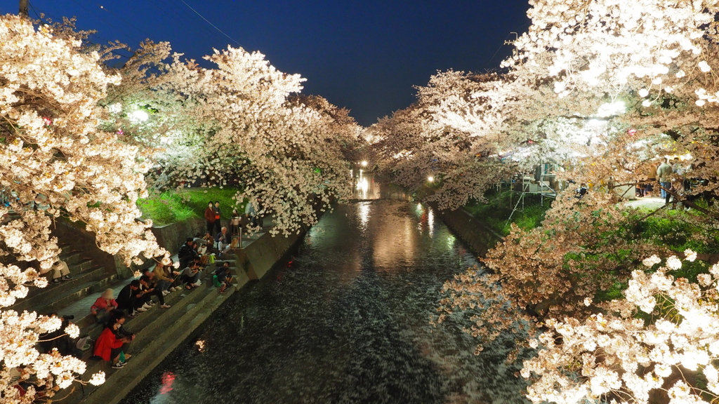 夜桜流し