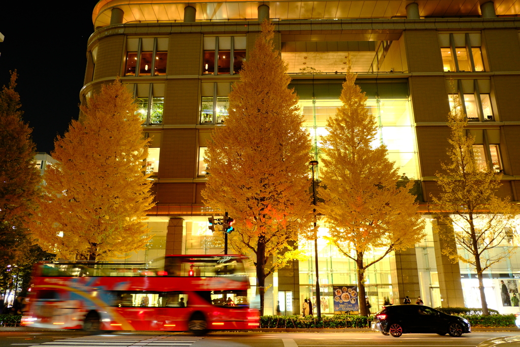 Ginkgo trees in MARUNOUCHI