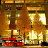 Ginkgo trees in MARUNOUCHI