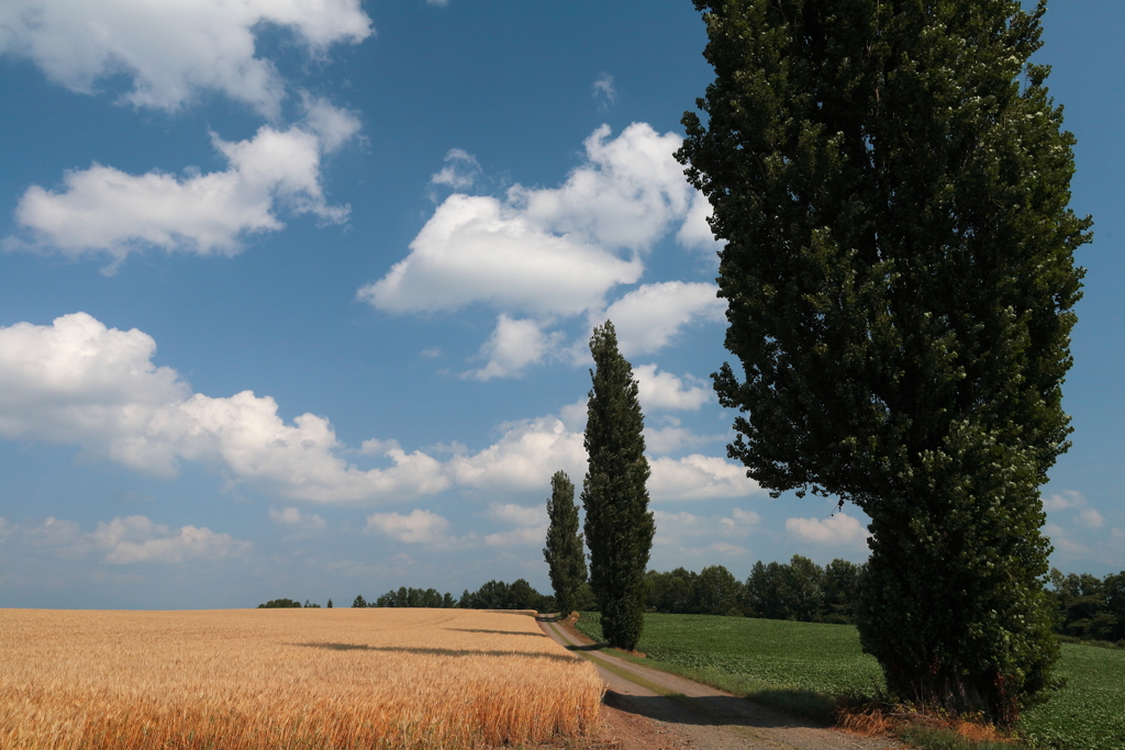 Row of poplar trees and wheat field