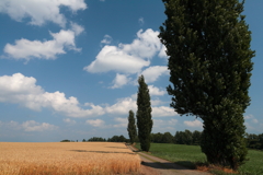 Row of poplar trees and wheat field