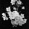 憂桜 （ゆうおう）